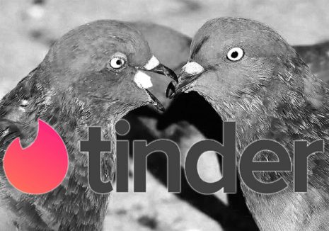 tinder duiven