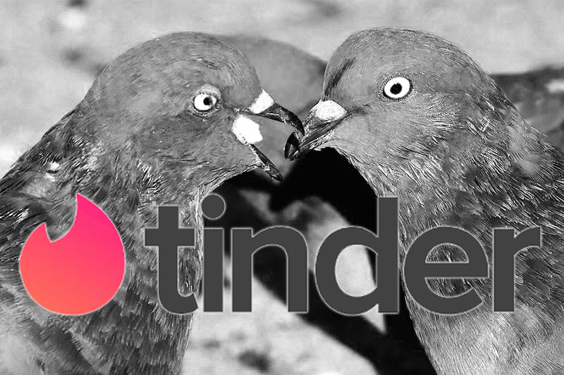 tinder duiven