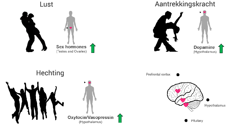 drie fases hormonen