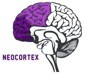 neocortex